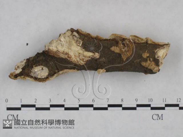 登錄號:F0025262藏品圖，第3張
