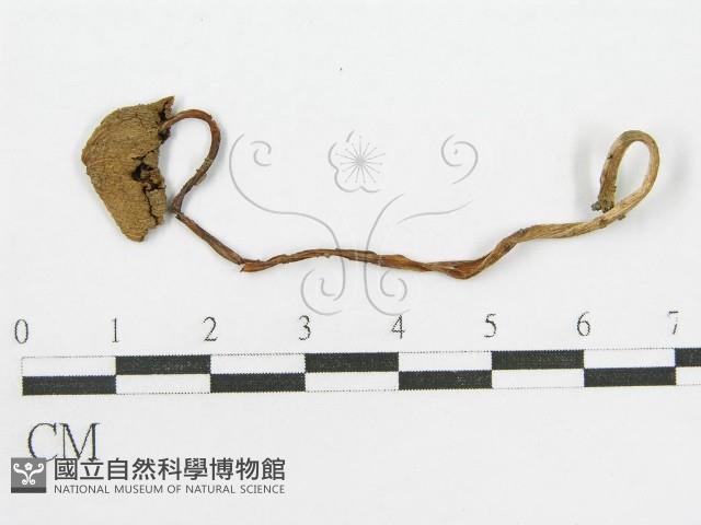 登錄號:F0005262藏品圖，第3張