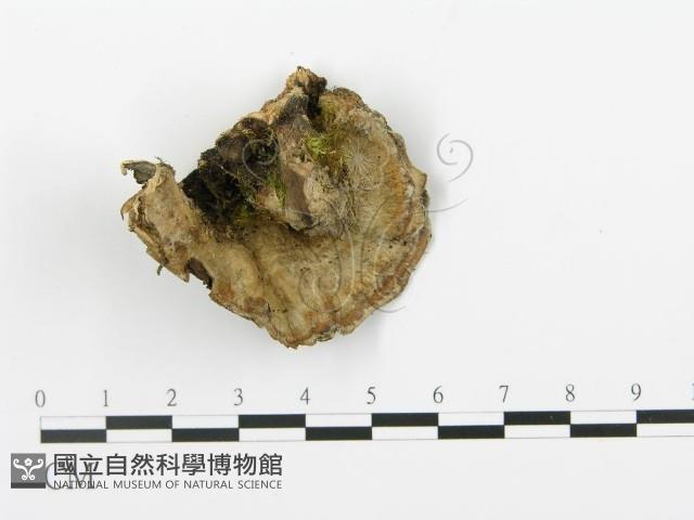 登錄號:F0009262藏品圖，第1張