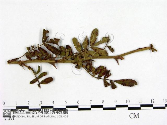 登錄號:F0019262藏品圖，第3張