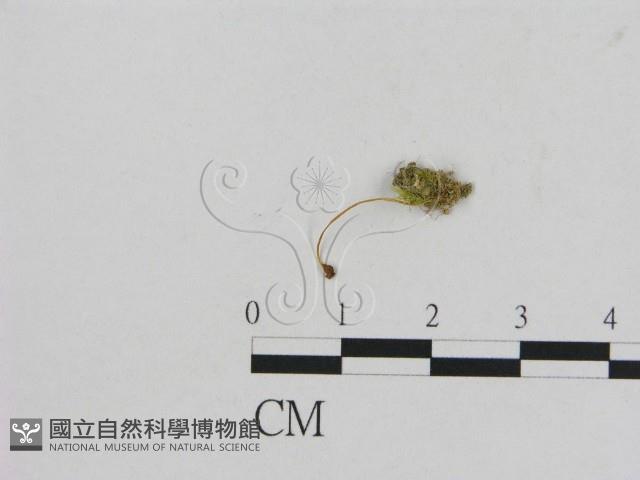 小菇屬藏品圖，第3張