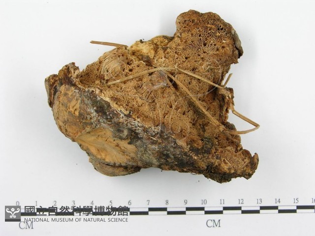登錄號:F0008862藏品圖，第3張