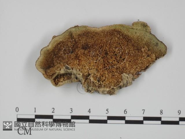 登錄號:F0018862藏品圖，第3張