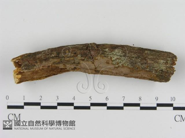 刺革菌屬藏品圖，第3張