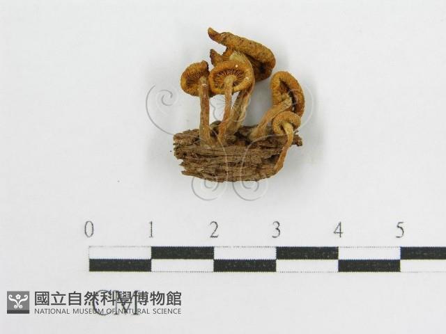 登錄號:F0010862藏品圖，第3張