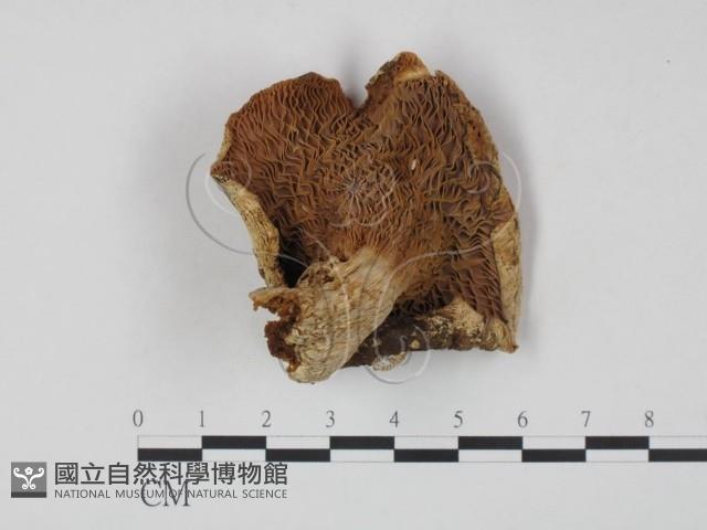 乳菇屬藏品圖，第3張