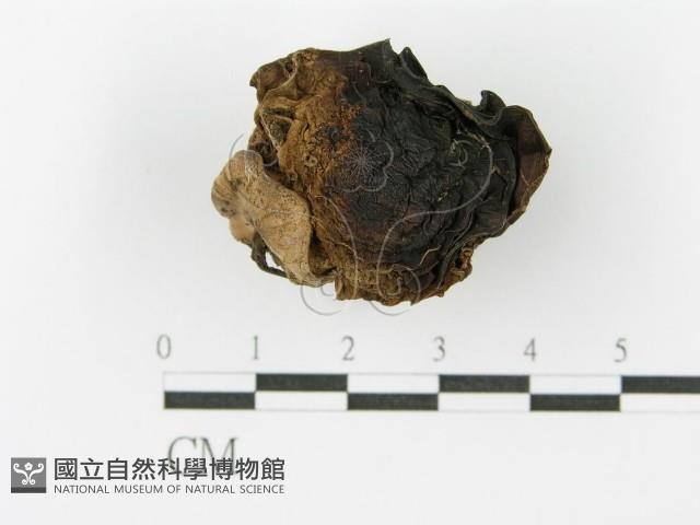登錄號:F0001862藏品圖，第3張