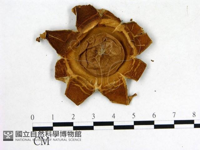 登錄號:F0011862藏品圖，第3張