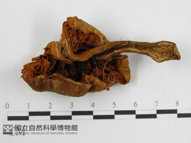 登錄號:F0004862藏品圖，第3張