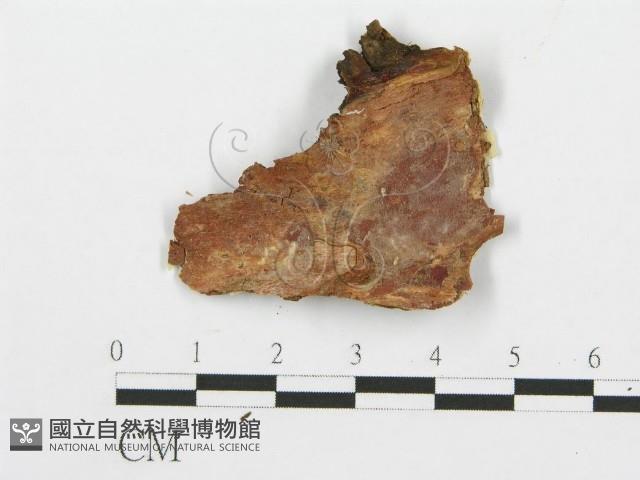 登錄號:F0014862藏品圖，第3張