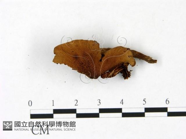 登錄號:F0022862藏品圖，第3張