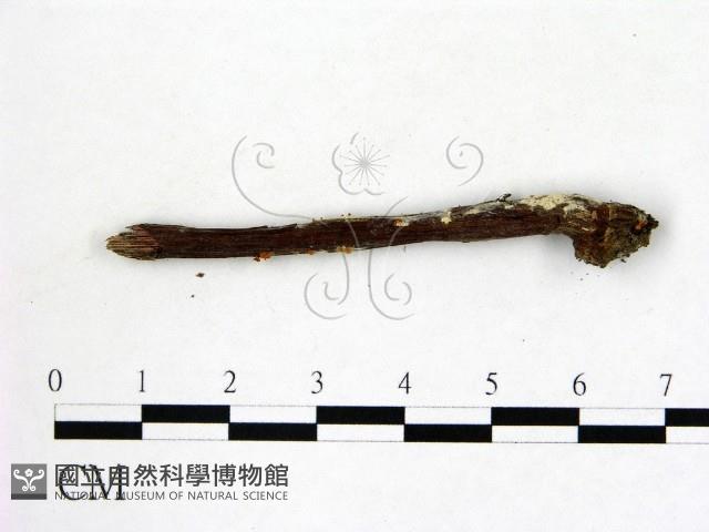 登錄號:F0012862藏品圖，第3張