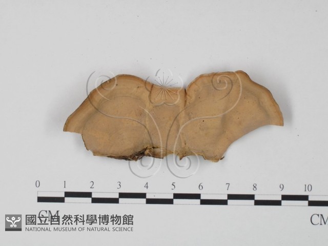 韌革菌屬藏品圖，第3張