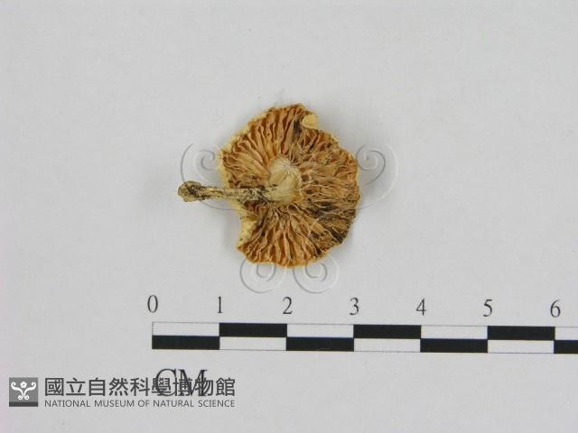 登錄號:F0015862藏品圖，第3張