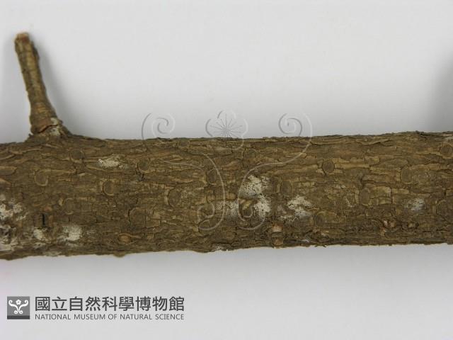 剛毛絲皮菌藏品圖，第3張