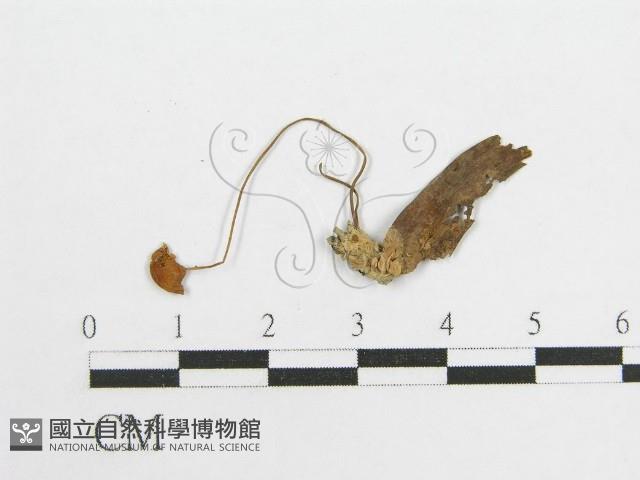 微皮傘屬藏品圖，第3張