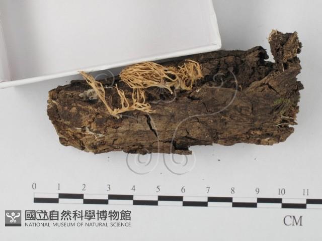 登錄號:F0004962藏品圖，第3張