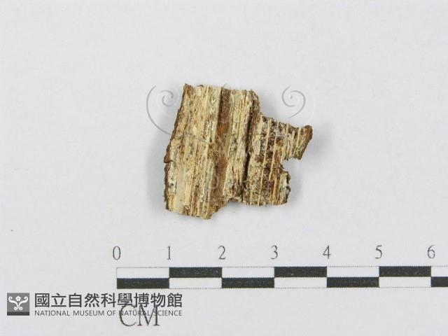 射脈菌屬藏品圖，第3張