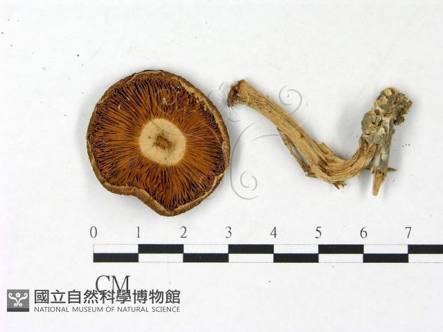 登錄號:F0022962藏品圖，第3張