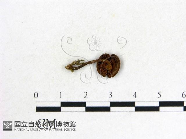 登錄號:F0012962藏品圖，第3張