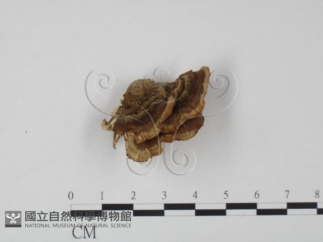 登錄號:F0005962藏品圖，第3張