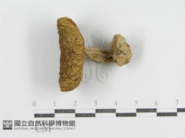 登錄號:F0015962藏品圖，第3張