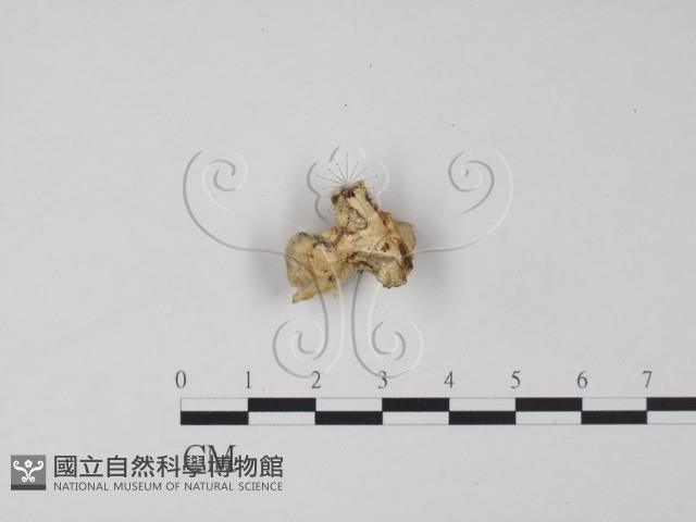 登錄號:F0019962藏品圖，第3張
