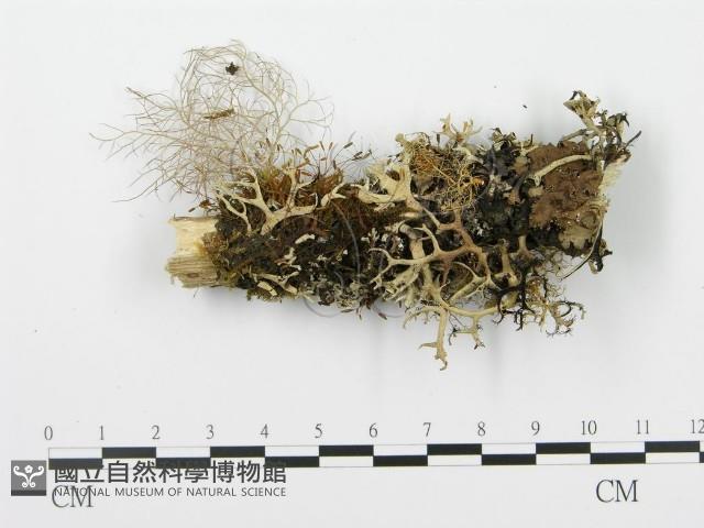 登錄號:F0003962藏品圖，第3張