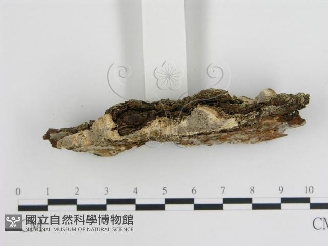 登錄號:F0013962藏品圖，第3張