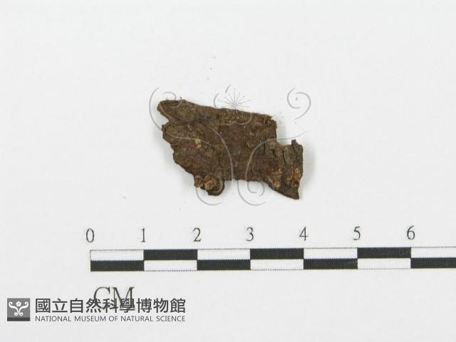登錄號:F0008662藏品圖，第3張