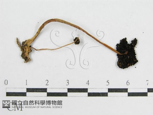 鬼傘屬藏品圖，第3張