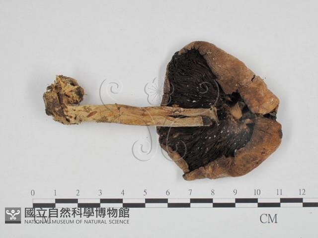 登錄號:F0024662藏品圖，第3張