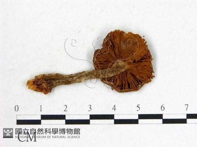 登錄號:F0004662藏品圖，第3張