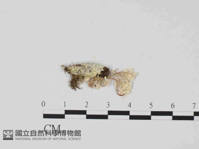 登錄號:F0014662藏品圖，第3張