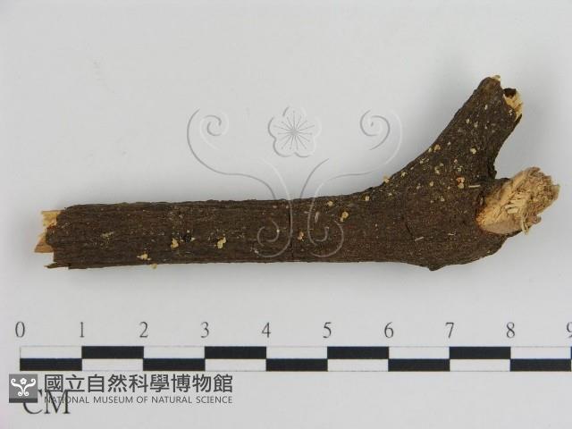 登錄號:F0002662藏品圖，第3張