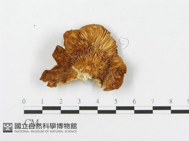 糙皮側耳藏品圖，第3張