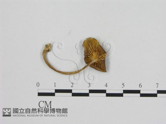 登錄號:F0015662藏品圖，第3張