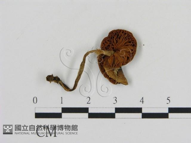 登錄號:F0009662藏品圖，第3張