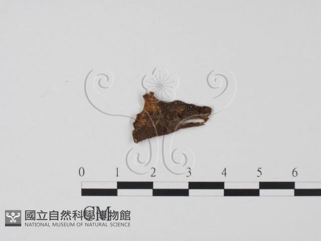登錄號:F0019662藏品圖，第3張