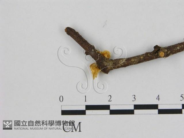 登錄號:F0008462藏品圖，第3張