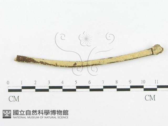 登錄號:F0020462藏品圖，第3張