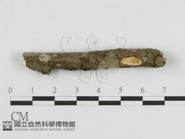 登錄號:F0010462藏品圖，第1張