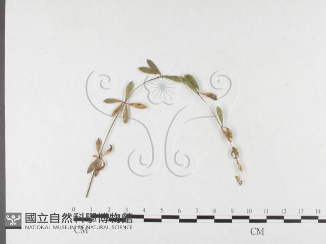 登錄號:F0026462藏品圖，第1張