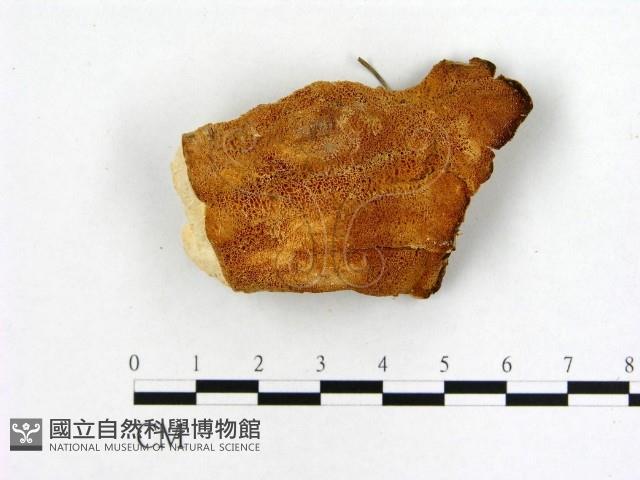 登錄號:F0006462藏品圖，第3張