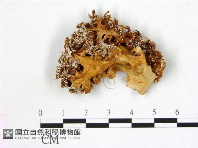 登錄號:F0016462藏品圖，第3張