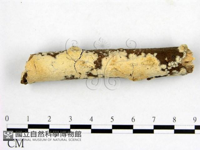 登錄號:F0001462藏品圖，第3張