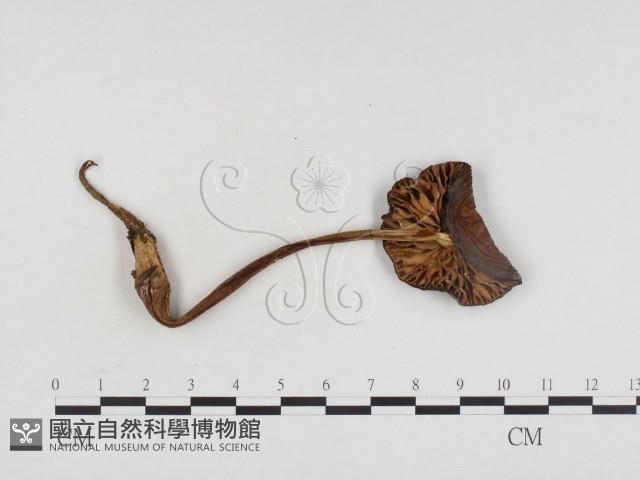 登錄號:F0024462藏品圖，第3張