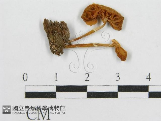 登錄號:F0014462藏品圖，第3張