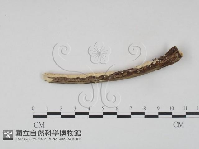 登錄號:F0002462藏品圖，第3張