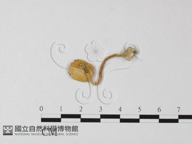 登錄號:F0012462藏品圖，第3張